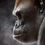 Thumbnail: 'MAKAKU' LIMITED EDITION MOUNTAIN GORILLA PRINT