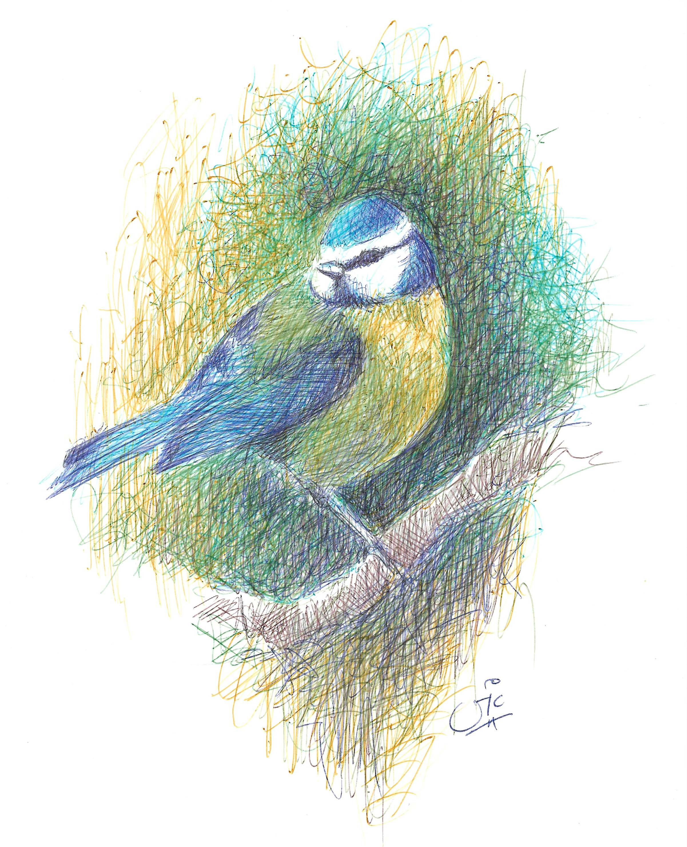 Blue Tit Original Scribble Sketch