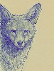 Fox Blue Ink.jpg
