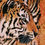 Thumbnail: 'ASIAN GOLD' OPEN EDITION TIGER PRINT