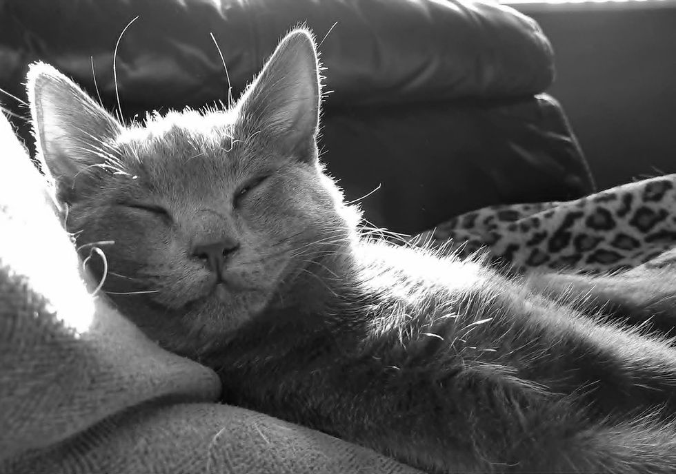 Thumbnail: Sketching Cats Course Kit - Live Zoom Course