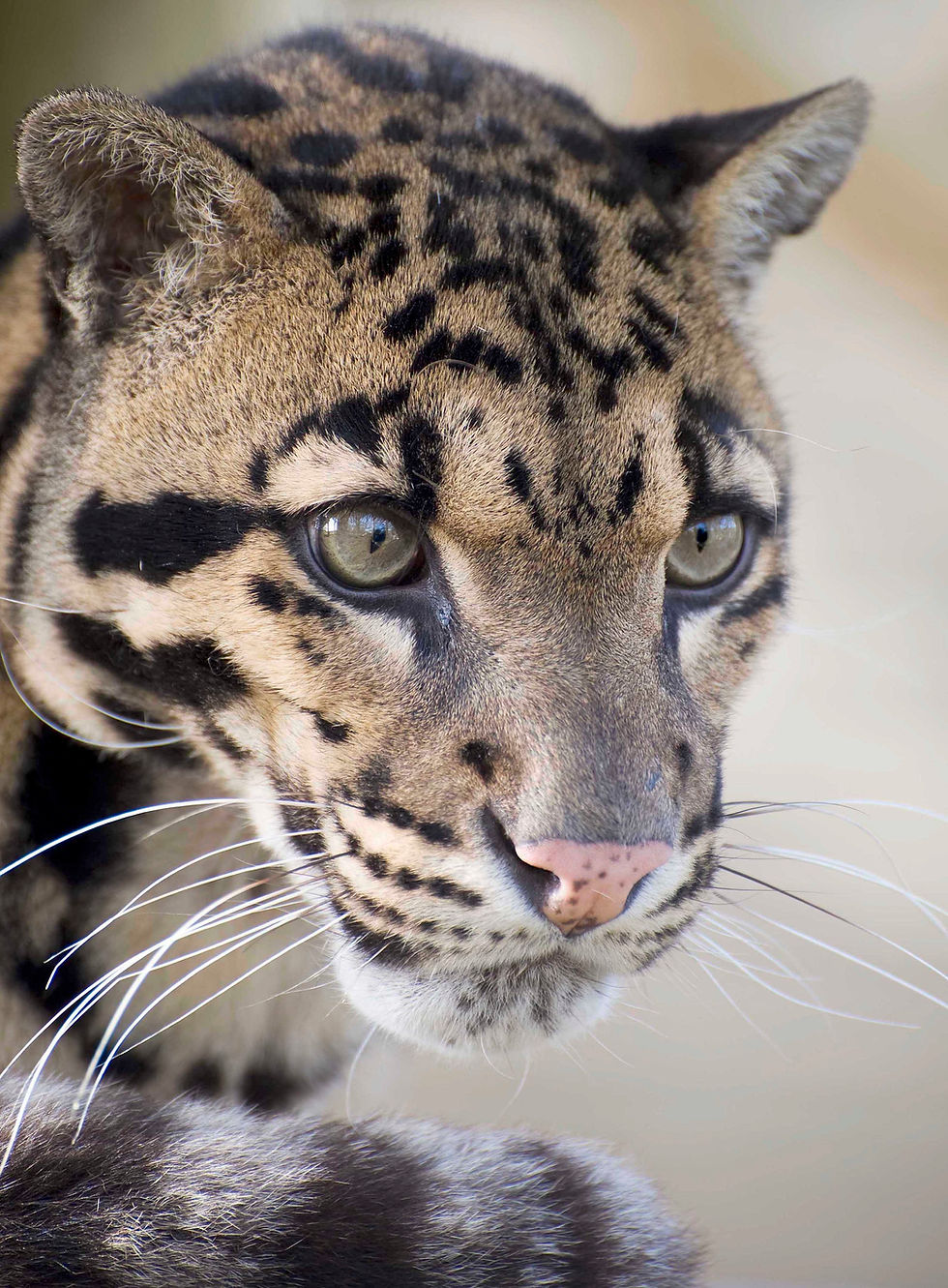 Thumbnail: Artist's Photograph Reference Book