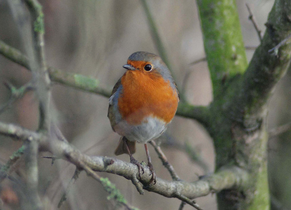 Thumbnail: Artist's Photograph Reference Book