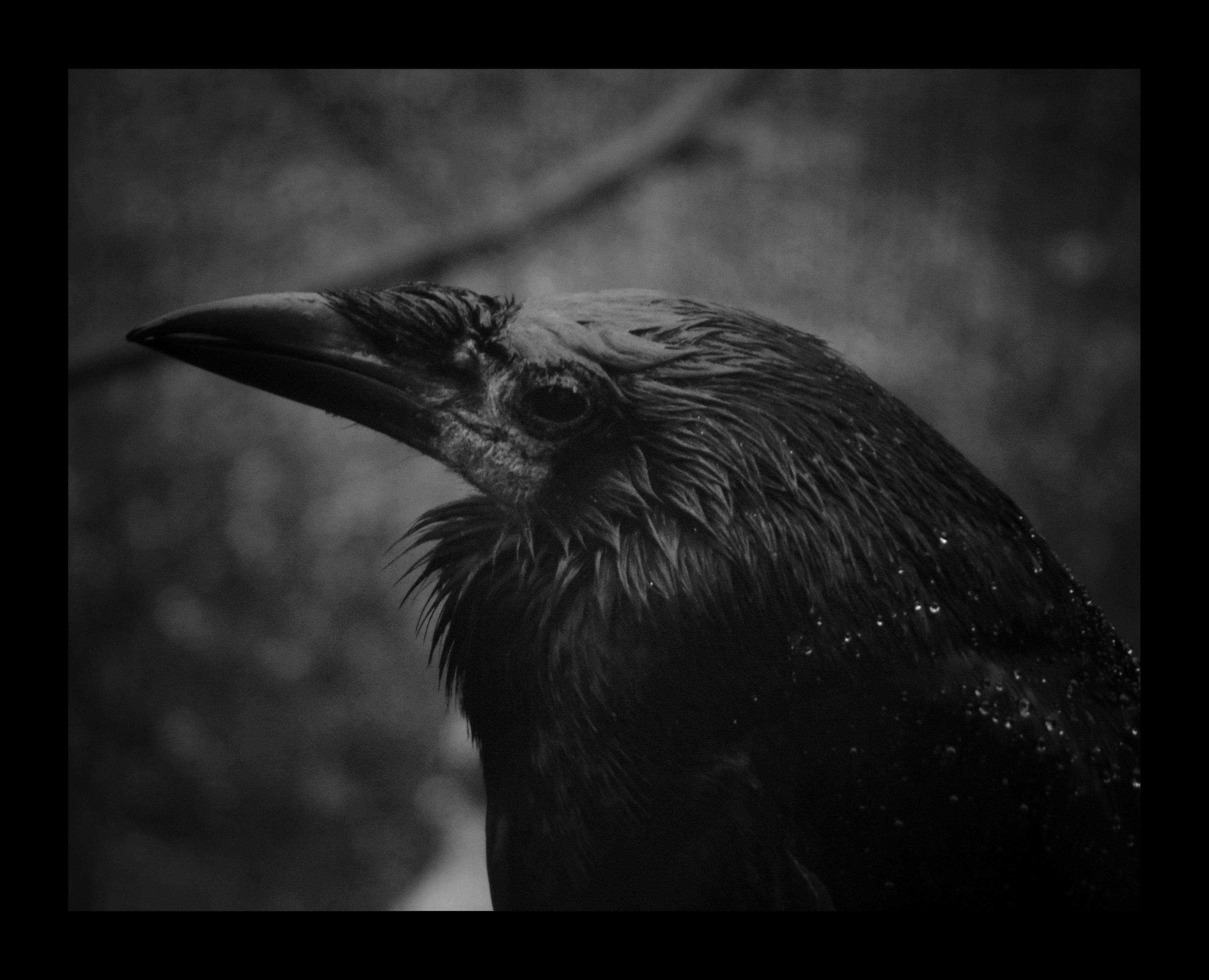 ROOK PHOTOGRAPHIC PRINT