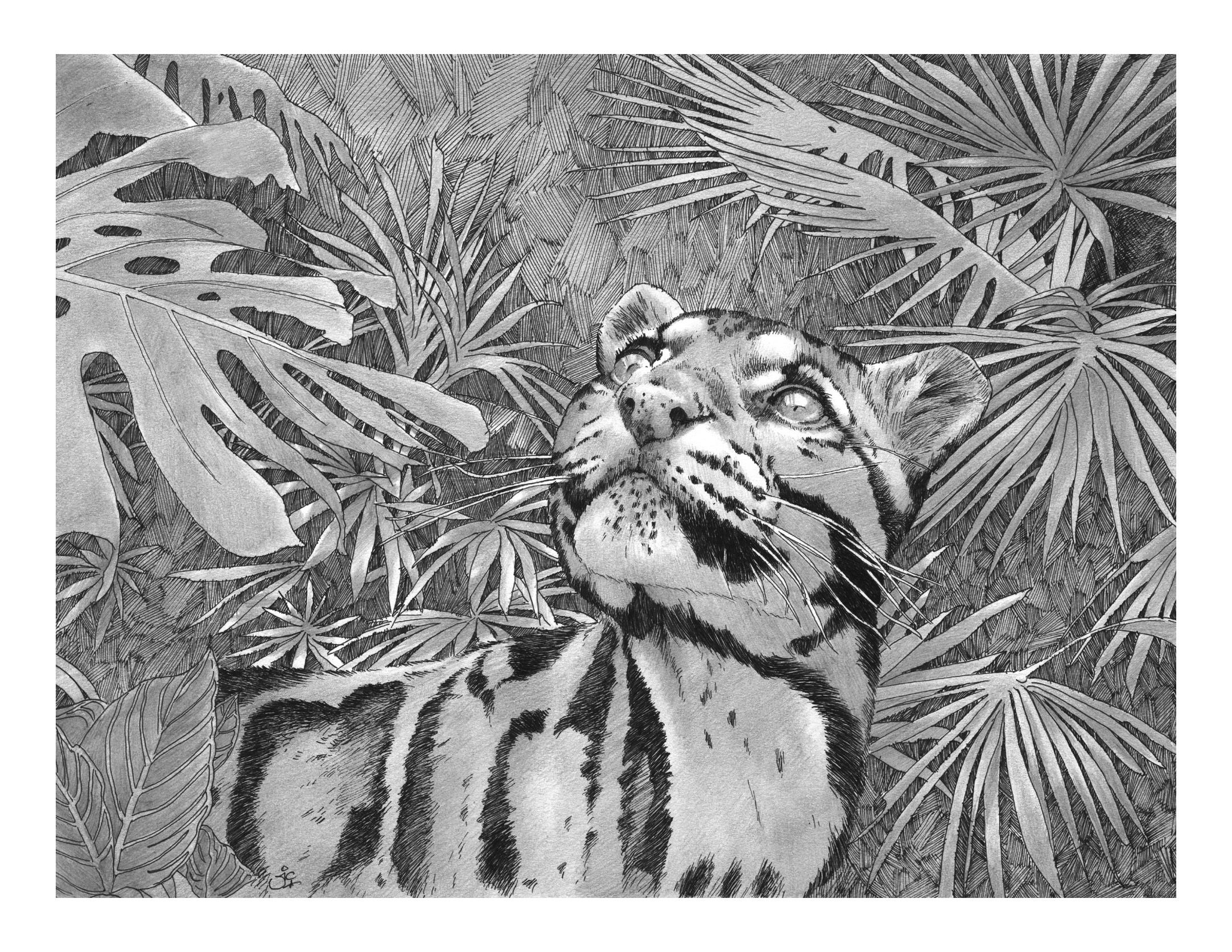 'BEN' OPEN EDITION CLOUDED LEOPARD PRINT