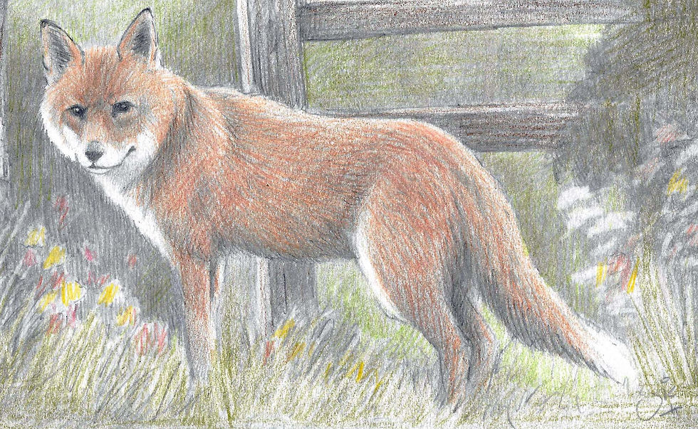 Thumbnail: Original Fox Drawing