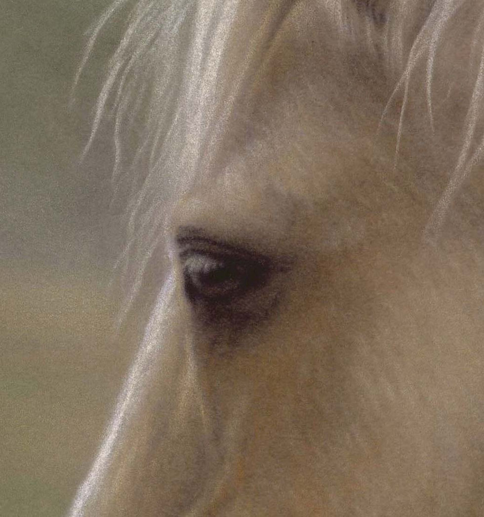 Thumbnail: Misty Morning, Open Edition Horse Print