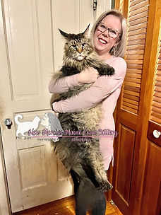 Maine Coon Cat Size