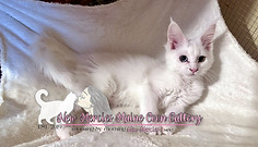 Maine Coon Cat in Michigan
