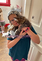 Maine Coon Cat in Michigan