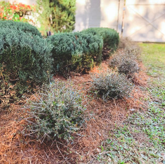 Dwarf Yaupon Hollys vs Boxwoods