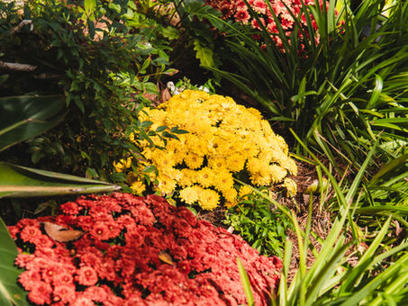 Best Fall Flowers and Plants for New Orleans Landscapes