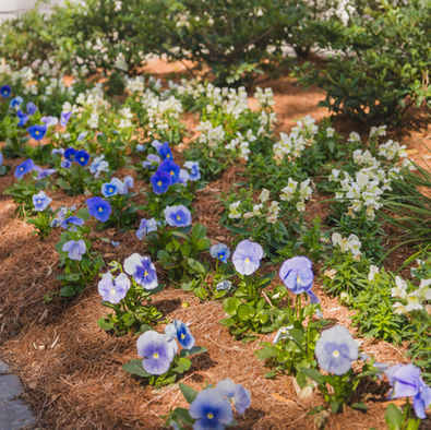 landscape garden design