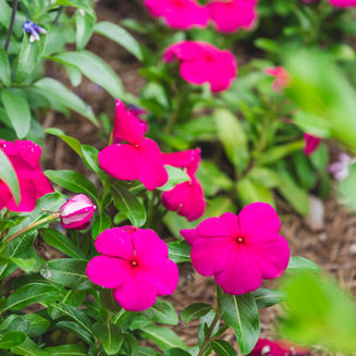 🌼 Spring Color That Lasts: Flowers That Beat the Louisiana Heat