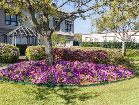 The Arrival of Spring