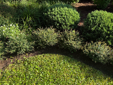 Dwarf Yaupon Holly: A Great Boxwood Alternative
