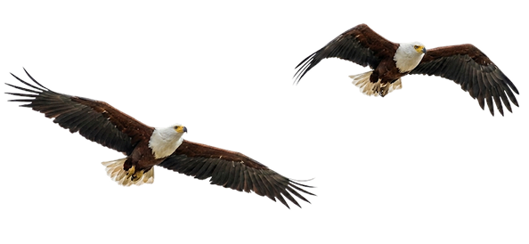 Img_Bird.png