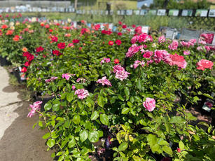 IMG_0140.JPEG
