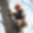 Tree topping