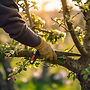 xmikemike_realistic_photography_of_someone_trimming_apple_tree__cf5f6912-e446-435a-9d53-af