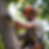 Dead tree trim