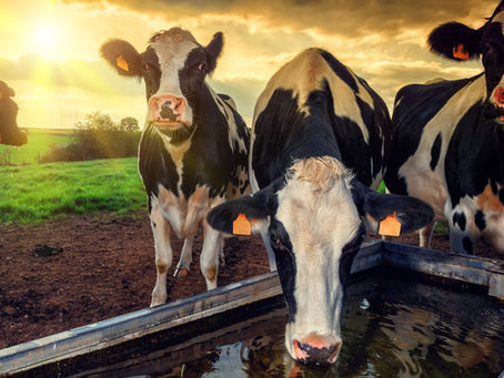Case study: Helping a dairy farm achieve sustainability and significant cost reductions