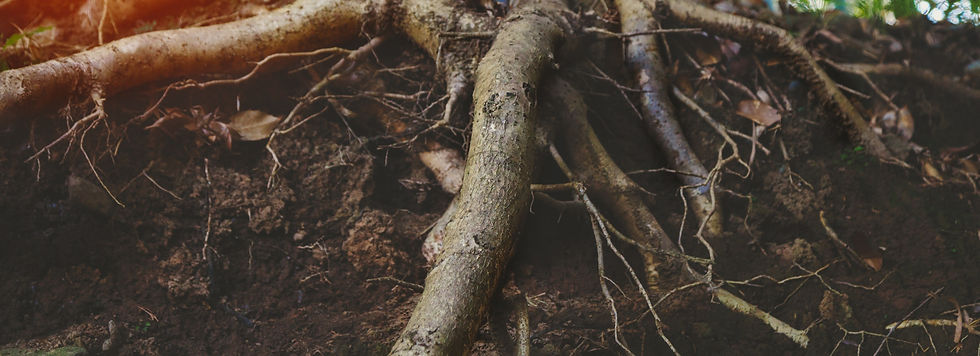plant roots