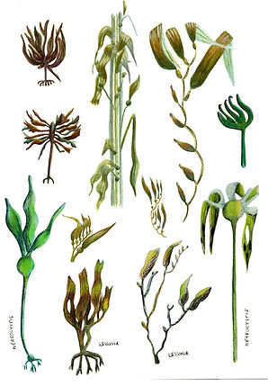 seaweedALL.jpg