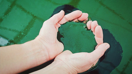 A Spirulina