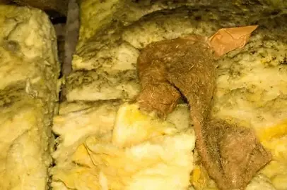 Close‑up of deteriorated fiberglass insulation with dark moisture damagepercent+of+mold+in+homes+is+found+in+attic-1920w.webp