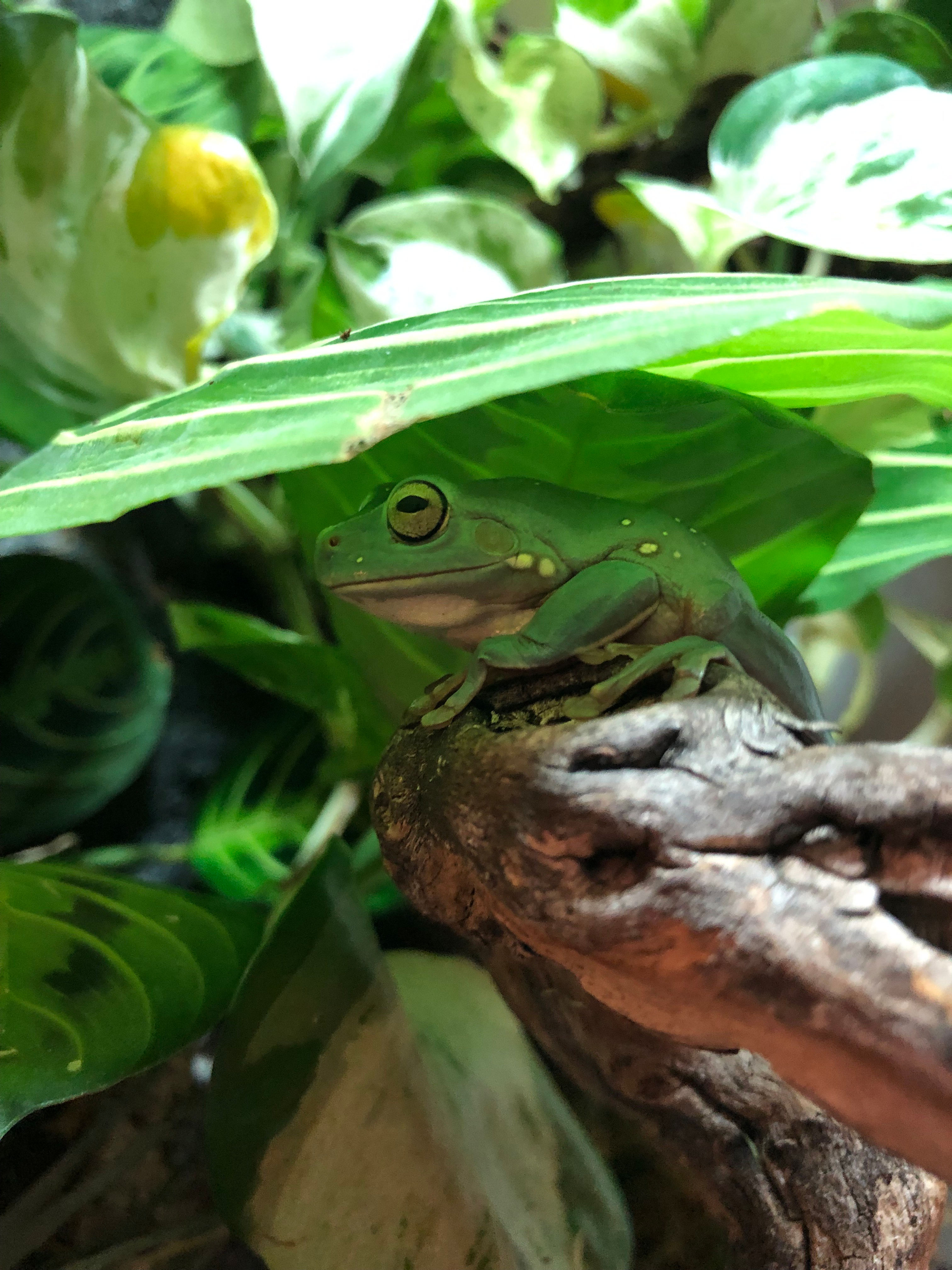 Parasitologische Kotuntersuchung