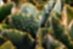 cactus-8127922_1280