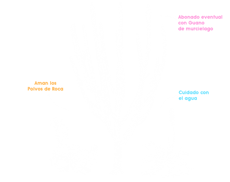 Cuidados para cactus y suculentas