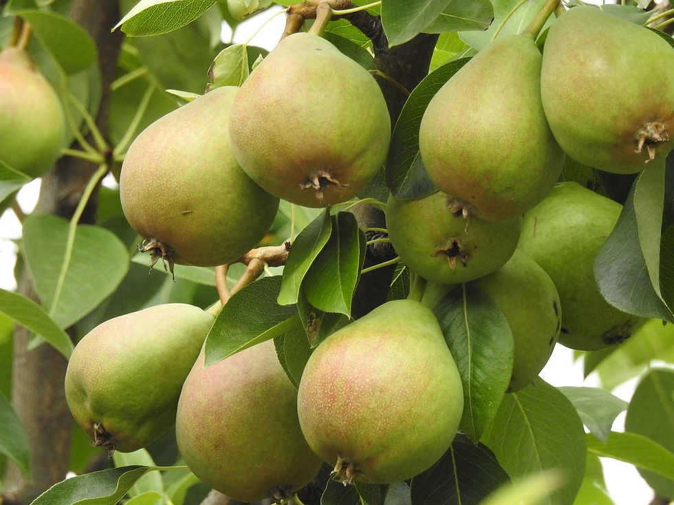 pear-tree-3526690_1280