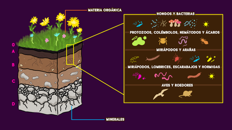 Humus vs. Compost: en qué se diferencian