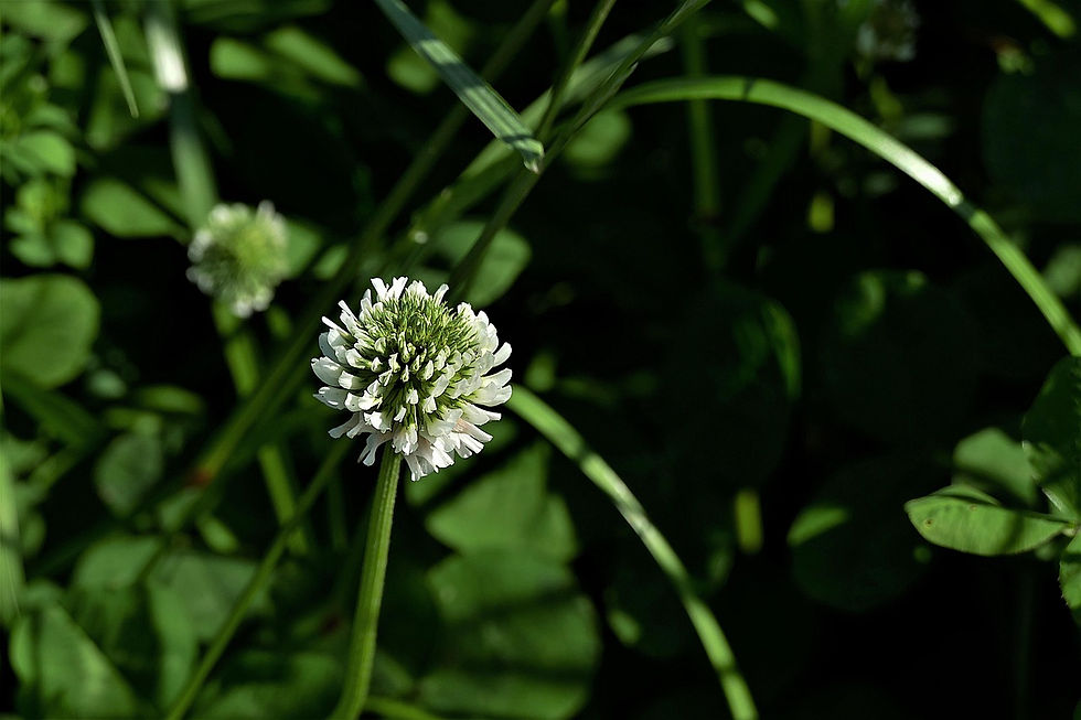 white-clover-4285415_1280