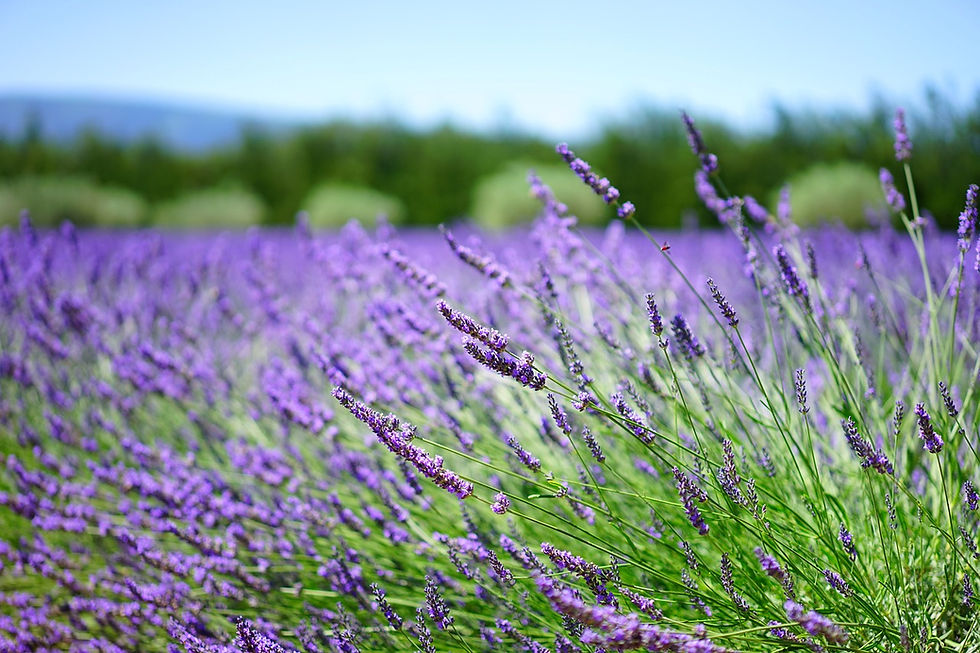 Lavanda