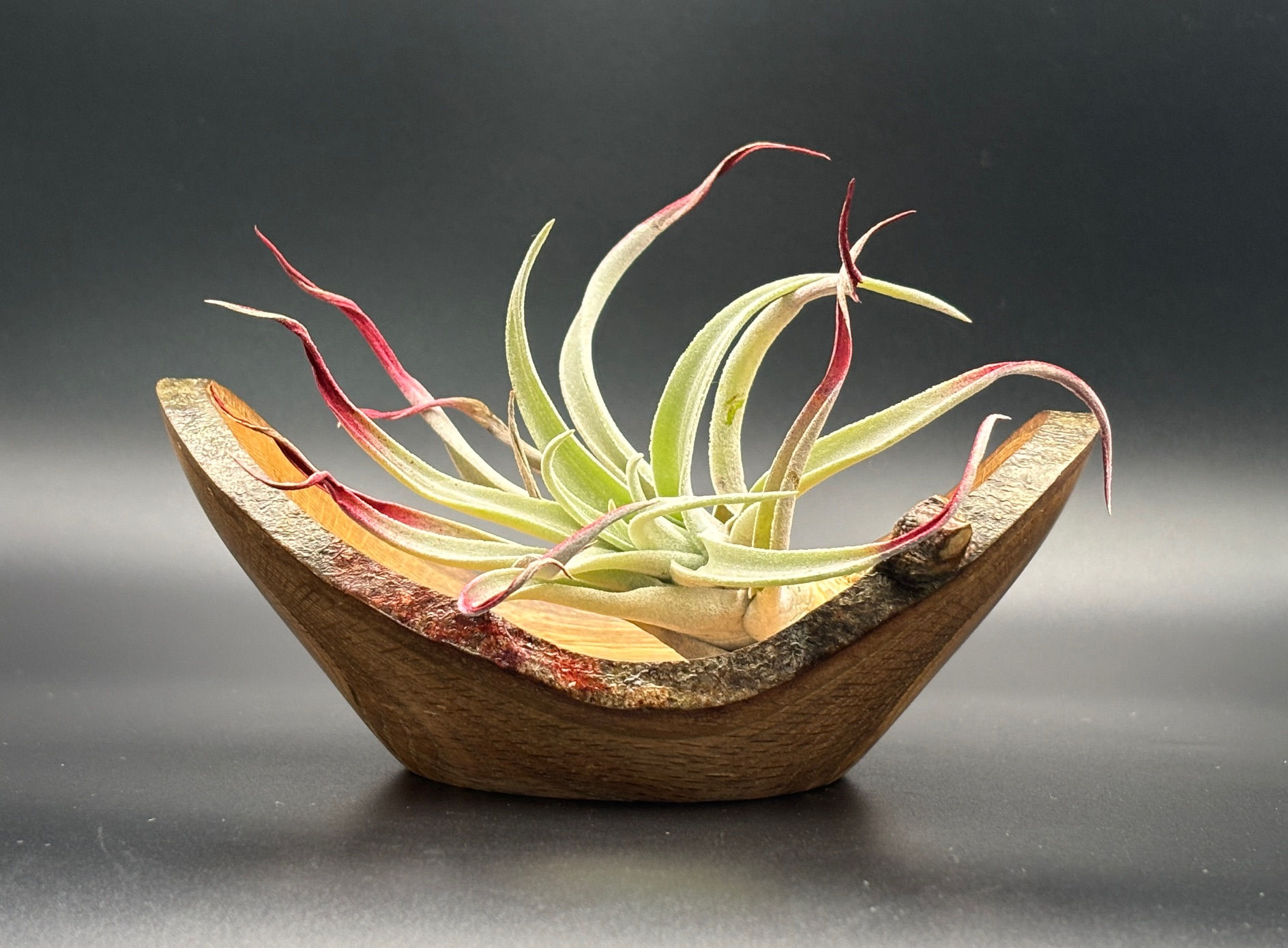 This shallow red oak bowl is meticulously handcrafted to enhance your home decor.