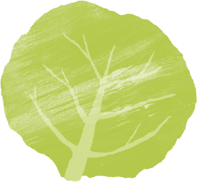 キャベツ.webp