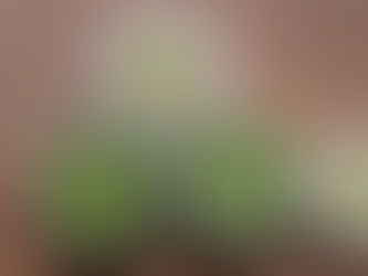 Pizza and Potato-Leek Soup