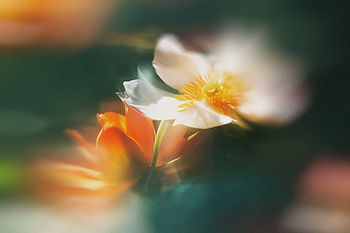 12. Light Flora Collection Backgrounds.jpg