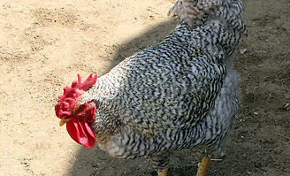 coq.jpg