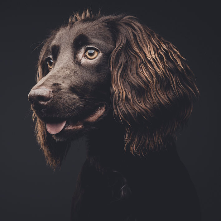 gorgeous dark and moody photo of a cocker spaniel