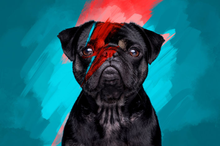 Ziggy the pug, custom David bowie Ziggy stardust artwork created on procreate.