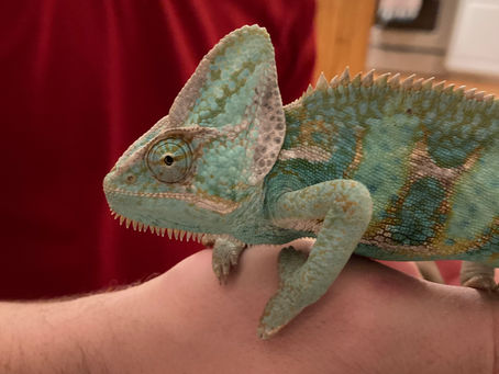 Meet Paco