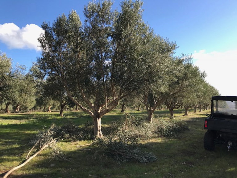 olive trees trimmed for machine harvesting