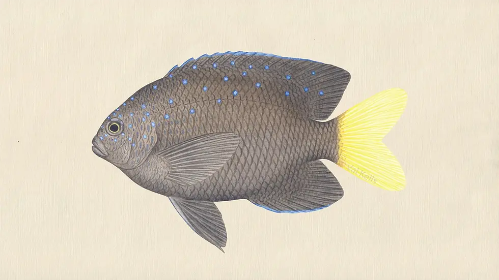 Illustration of a Microspathodon chrysurus.