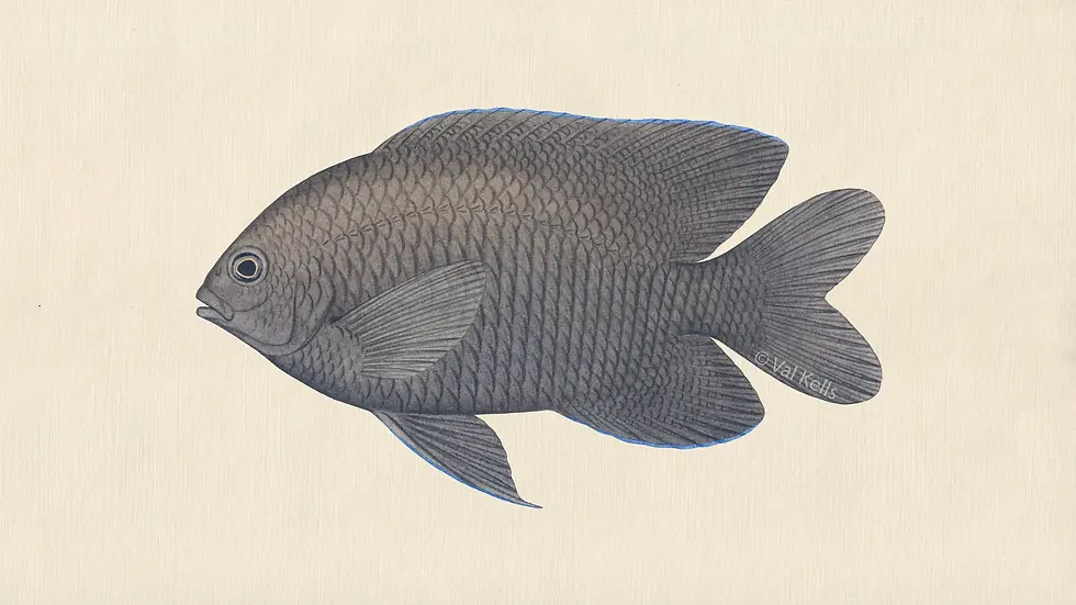 Illustration of a Stegastes diencaeus.