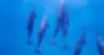 dolphins.webp