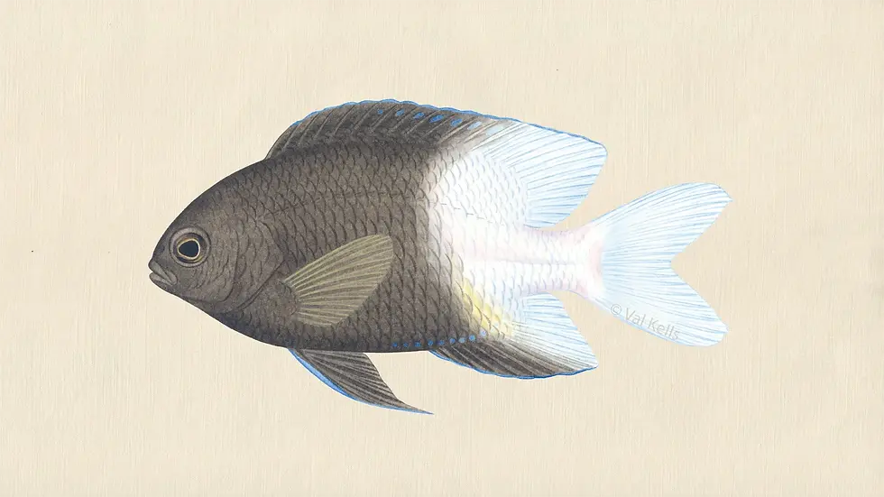 Illustration of a Stegastes partitus.